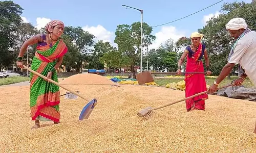 बिना खुला हुआ लोबिया खरीद केंद्र; न्यूनतम कीमत पर बेचा गया
