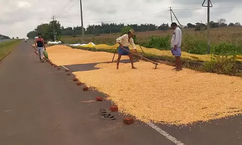 मक्के की कीमत में गिरावट: किसान परेशान मक्के की कीमत में गिरावट: किसान परेशान