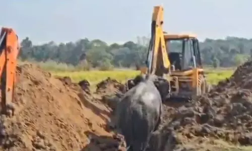वन विभाग ने कुंए में गिरे हाथियों का सफलतापूर्वक किया गया रेस्क्यू