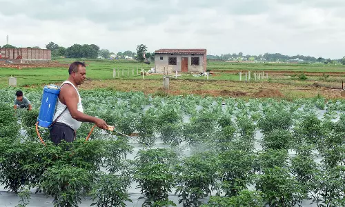 Kharif 2025: उर्वरक विभाग ने समय पर योजना से किसानों के लिए पर्याप्त यूरिया सुनिश्चित किया Kharif 2025: उर्वरक विभाग ने समय पर योजना से किसानों के लिए पर्याप्त यूरिया सुनिश्चित किया
