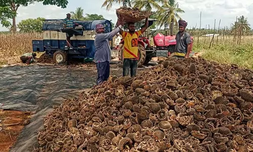 Vijayanagar : सूरजमुखी, मूंगफली खरीद केंद्र का उद्घाटन किया गया Vijayanagar : सूरजमुखी, मूंगफली खरीद केंद्र का उद्घाटन किया गया