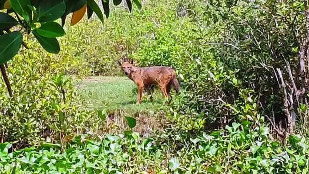 Tamil Nadu : पिचावरम सुरापुनाई के जंगलों में दुर्लभ सुनहरी बौनी लोमड़ियाँ Tamil Nadu : पिचावरम सुरापुनाई के जंगलों में दुर्लभ सुनहरी बौनी लोमड़ियाँ