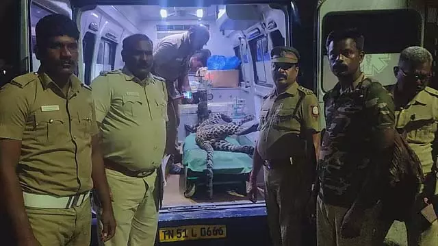 Villupuram के पास एक अज्ञात वाहन की टक्कर से तेंदुए की मौत हो गई Villupuram के पास एक अज्ञात वाहन की टक्कर से तेंदुए की मौत हो गई