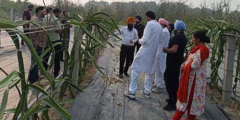 Ludhiana: बढ़ती मांग और अच्छे मुनाफे के वादे के बीच किसान ड्रैगन फ्रूट की खेती पर नजर गड़ाए हुए Ludhiana: बढ़ती मांग और अच्छे मुनाफे के वादे के बीच किसान ड्रैगन फ्रूट की खेती पर नजर गड़ाए हुए