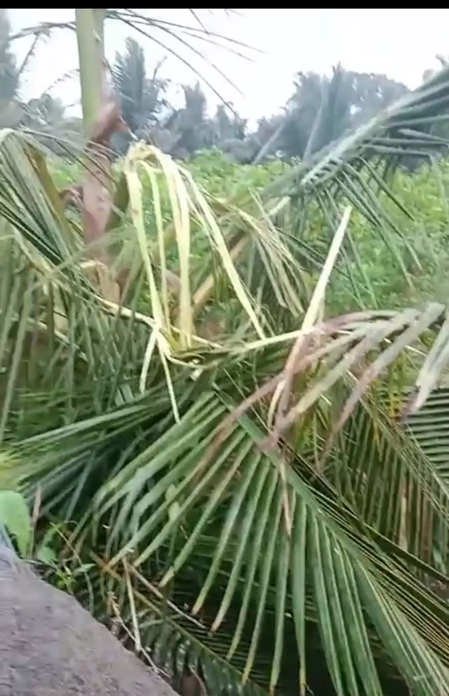 जंगली हाथियों का हमला: कल्लानाकुप्पे गांव में फसलों को नुकसान जंगली हाथियों का हमला: कल्लानाकुप्पे गांव में फसलों को नुकसान