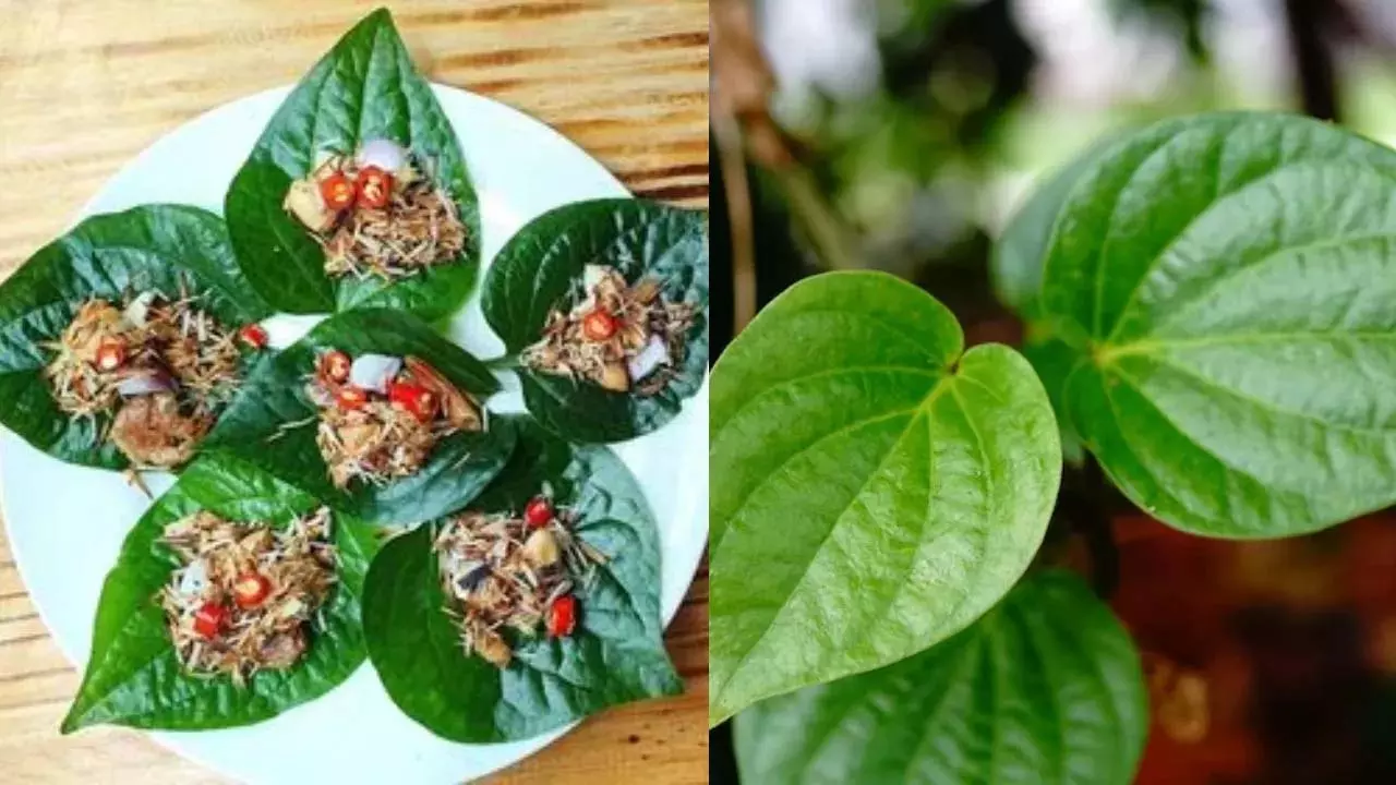 पान का पत्ता: स्वाद के साथ Health का खजाना पान का पत्ता: स्वाद के साथ Health का खजाना