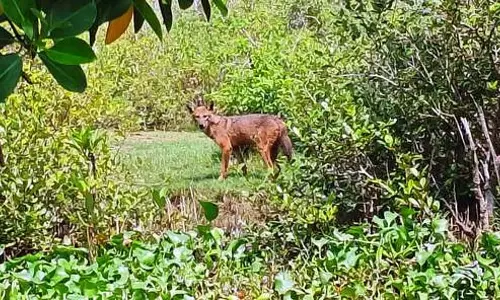 Tamil Nadu : पिचावरम सुरापुनाई के जंगलों में दुर्लभ सुनहरी बौनी लोमड़ियाँ Tamil Nadu : पिचावरम सुरापुनाई के जंगलों में दुर्लभ सुनहरी बौनी लोमड़ियाँ