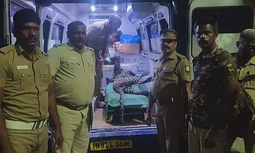 Villupuram के पास एक अज्ञात वाहन की टक्कर से तेंदुए की मौत हो गई Villupuram के पास एक अज्ञात वाहन की टक्कर से तेंदुए की मौत हो गई