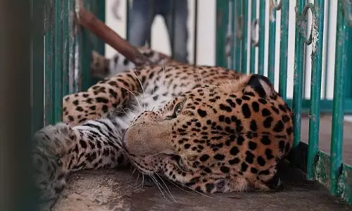 Maharashtra के पुणे जिले में आदमखोर तेंदुए को गोली मारकर मार डाला गया