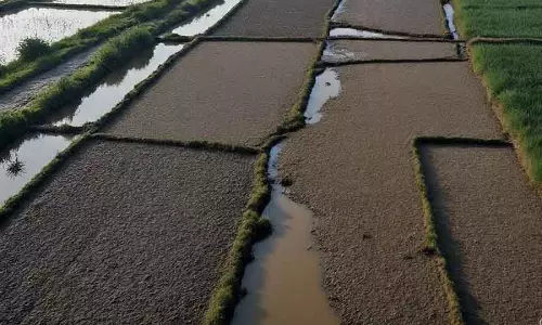 गाद से भरे खेतों के कारण पुलवामा के किसान संकट में
