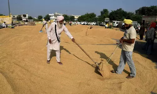 धान खरीद विवाद, सरकार ने Punjab के बाढ़ प्रभावित 3 जिलों में जांच शुरू की