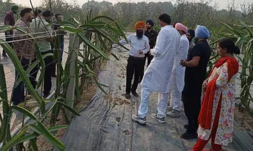 Ludhiana: बढ़ती मांग और अच्छे मुनाफे के वादे के बीच किसान ड्रैगन फ्रूट की खेती पर नजर गड़ाए हुए Ludhiana: बढ़ती मांग और अच्छे मुनाफे के वादे के बीच किसान ड्रैगन फ्रूट की खेती पर नजर गड़ाए हुए