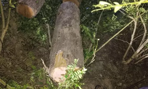 Yamunanagar में खैर चोरी के आरोप में 6 लोगों पर मामला दर्ज