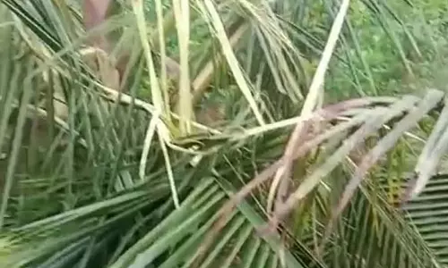 जंगली हाथियों का हमला: कल्लानाकुप्पे गांव में फसलों को नुकसान