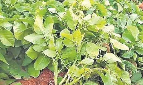 Koraput एक महीने की बारिश ने आलू किसानों की उम्मीदों पर पानी फेर दिया