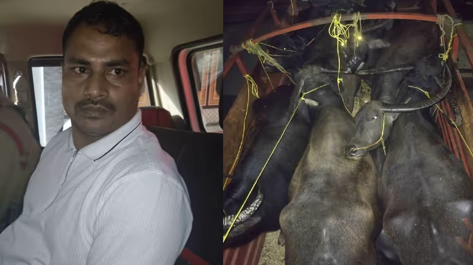 Assam : कामरूप पुलिस की बड़ी कार्रवाई में मवेशी तस्करी का सरगना अकरम अली गिरफ्तार