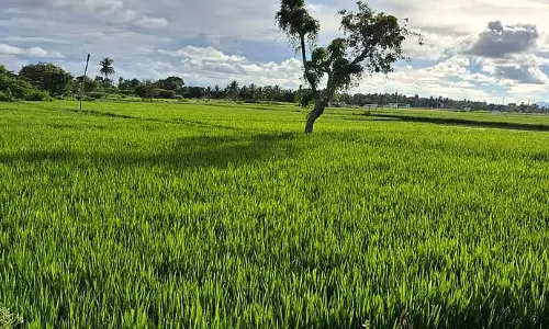 मुलबागिल तालुक में लगातार बारिश हो रही है: फसलें अच्छी उग रही है मुलबागिल तालुक में लगातार बारिश हो रही है: फसलें अच्छी उग रही है