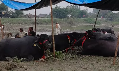 Farrukhabad: हरियाणा और राजस्थान से व्यापारी पहुंचे, ढाई घाट में कार्तिक पशु मेला शुरू