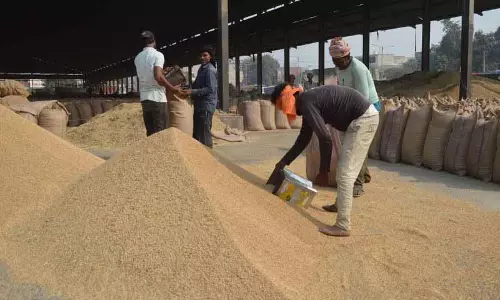 Ludhiana: धान उठाव में जिला राज्य में अव्वल Ludhiana: धान उठाव में जिला राज्य में अव्वल