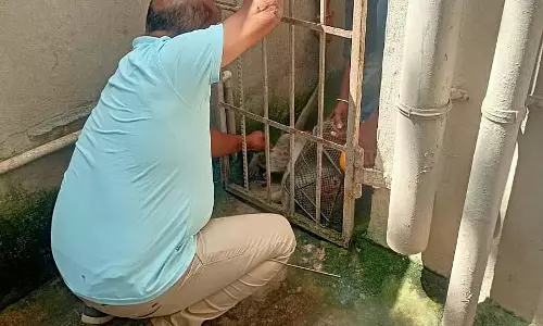 Yadgir : घायल बंदर को बचाया गया
