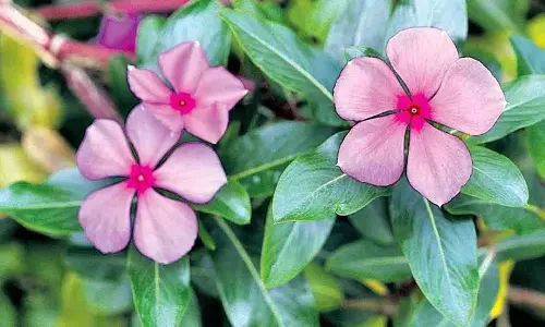 बालों की समस्याओं के लिए घरेलू उपाय