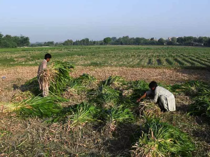 विश्व बैंक: पाकिस्तान में कृषि जल उपयोग असफल विश्व बैंक: पाकिस्तान में कृषि जल उपयोग असफल