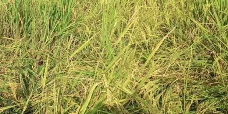 Champua के किसान दोहरी मार का सामना कर रहे Champua के किसान दोहरी मार का सामना कर रहे