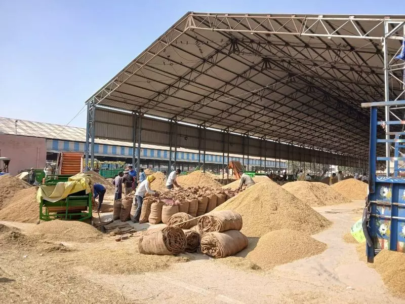 Haryana : सिरसा के धान किसानों के लिए कैसे एक स्मार्ट व्यवस्था खटाई में पड़ गई Haryana : सिरसा के धान किसानों के लिए कैसे एक स्मार्ट व्यवस्था खटाई में पड़ गई