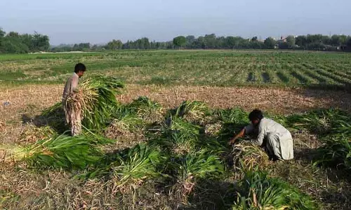 विश्व बैंक: पाकिस्तान में कृषि जल उपयोग असफल