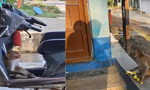 गांव में बस गया है बंदर, उपद्रव देखकर ग्रामीणों में भय