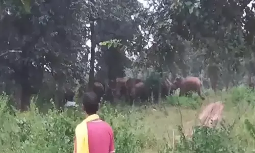 हाथियों के उत्पात से किसानों को भारी नुकसान, बिजली खंभे भी टूटे हाथियों के उत्पात से किसानों को भारी नुकसान, बिजली खंभे भी टूटे