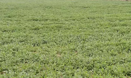 धनिया पत्ती के लिए अच्छी कीमत: किसान खुश