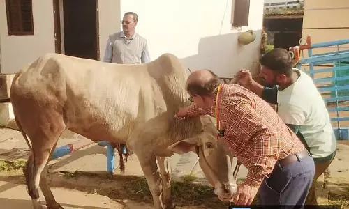 Byadgi : 1,491 मवेशियों को टीका लगाया गया Byadgi : 1,491 मवेशियों को टीका लगाया गया