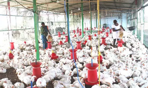 Poultry Sanjeevani ; 28 गांवों का चयन किया गया