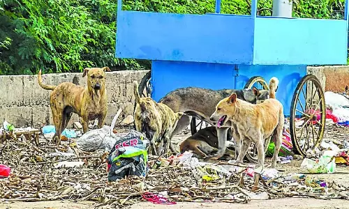 Koppal : आवारा कुत्तों ने जिला मुख्यालय में आतंक मचा रखा है Koppal : आवारा कुत्तों ने जिला मुख्यालय में आतंक मचा रखा है