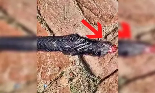 कोबरा सांप की मौत, युवक ने क्यों लिया मौत से पंगा? जानें कोबरा सांप की मौत, युवक ने क्यों लिया मौत से पंगा? जानें