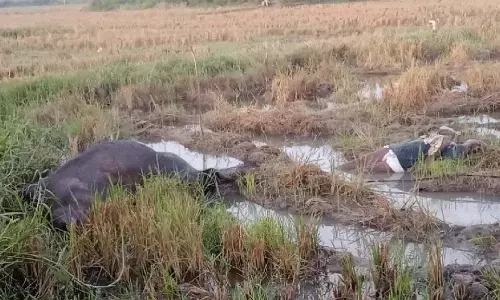 Indrapalanagaram गांव में बिजली के झटके से एक व्यक्ति और भेड़ की मौत