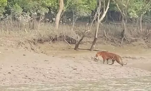 Sundarban में बाघों को फिर से देखने के लिए पर्यटक उत्साहित