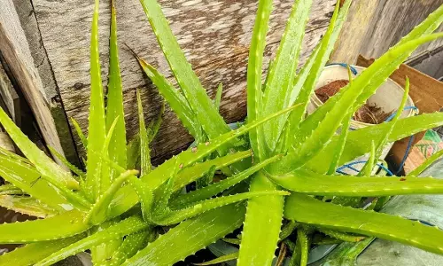 एलोवेरा के फायदे: स्वास्थ्य और त्वचा के लिए एक प्राकृतिक उपाय
