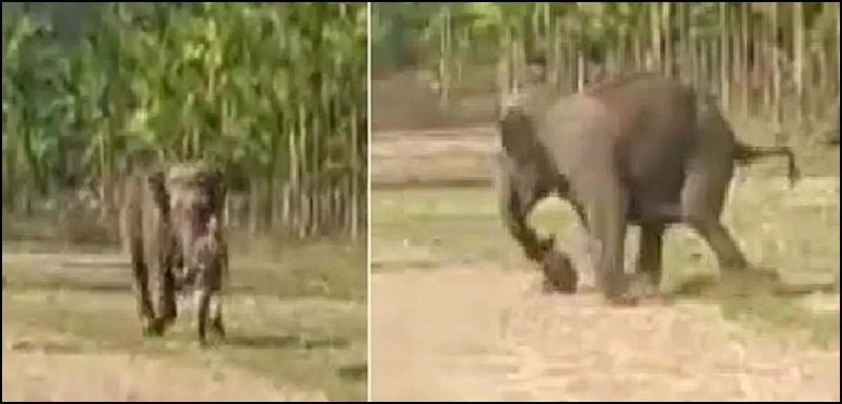 श्मशान घाट में हाथियों का उत्पात, चिता को अग्नि देने पहुंचे थे ग्रामीण भागे श्मशान घाट में हाथियों का उत्पात, चिता को अग्नि देने पहुंचे थे ग्रामीण भागे