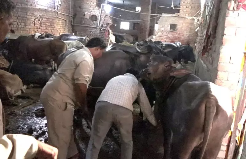 Rohtak शहर से डेयरियों को स्थानांतरित करना क्यों महत्वपूर्ण है Rohtak शहर से डेयरियों को स्थानांतरित करना क्यों महत्वपूर्ण है