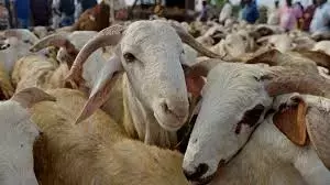 Telangana : जहरीला खाना खाने से 80 भेड़ों की मौत