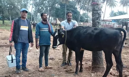 मुंहपका-खुरपका रोग उन्मूलन: टीकाकरण अभियान का 8वां दौर शुरू