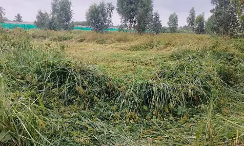 Hoskote : रागी उगाने वाले किसान एक बार फिर चिंता के बादल छा गए है Hoskote : रागी उगाने वाले किसान एक बार फिर चिंता के बादल छा गए है