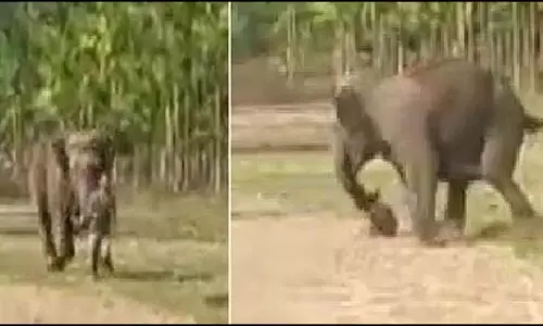 श्मशान घाट में हाथियों का उत्पात, चिता को अग्नि देने पहुंचे थे ग्रामीण भागे