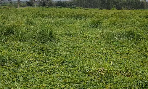 Kolar : लगातार बारिश के कारण फसलें बर्बाद हो गई Kolar : लगातार बारिश के कारण फसलें बर्बाद हो गई