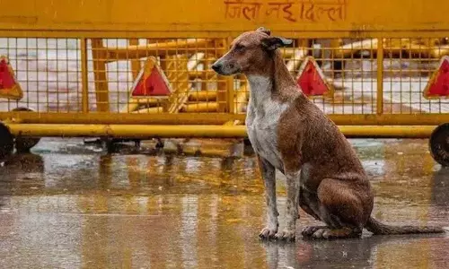 स्कूलों और बस स्टैंडों से आवारा कुत्तों को पूरी तरह से हटाया जाए.. Supreme Court के प्रमुख आदेश