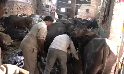 Rohtak शहर से डेयरियों को स्थानांतरित करना क्यों महत्वपूर्ण है Rohtak शहर से डेयरियों को स्थानांतरित करना क्यों महत्वपूर्ण है