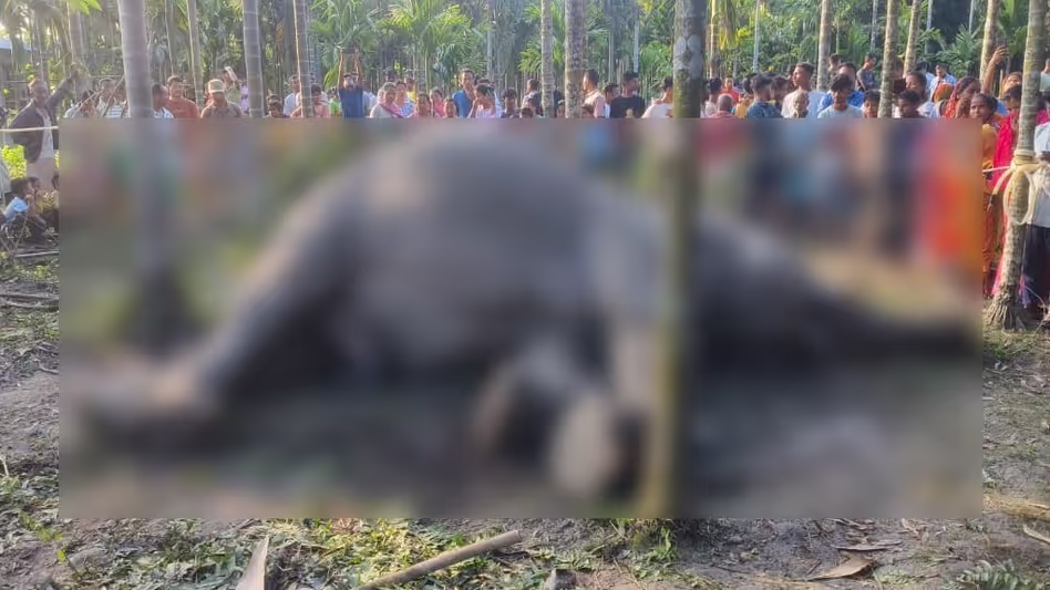Assam : मानस राष्ट्रीय उद्यान के पास बिजनी में जंगली हाथी की बिजली से मौत Assam : मानस राष्ट्रीय उद्यान के पास बिजनी में जंगली हाथी की बिजली से मौत