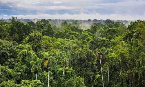 Brazil ने वनों की रक्षा करने वाले देशों को पुरस्कृत करने के लिए कोष शुरू किया Brazil ने वनों की रक्षा करने वाले देशों को पुरस्कृत करने के लिए कोष शुरू किया